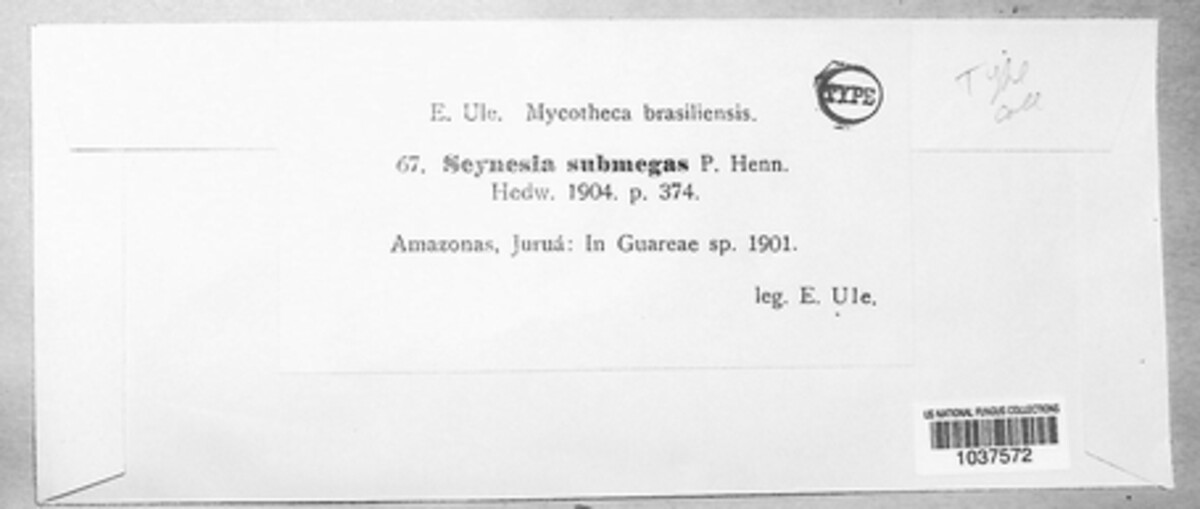 Asterina submegas image